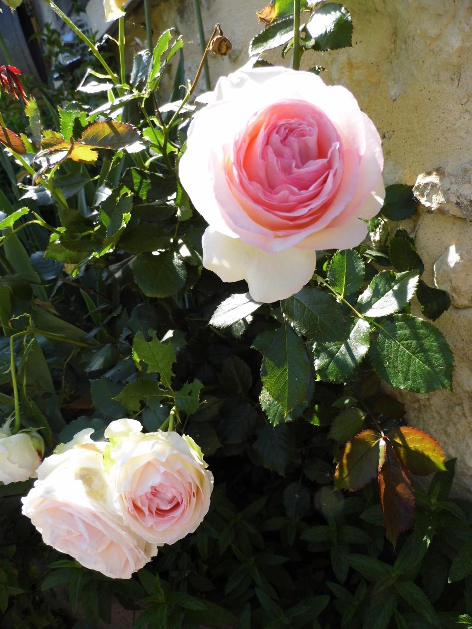 Saint-Genouph La Grange Dimiere, Pres De Tours Bed & Breakfast エクステリア 写真